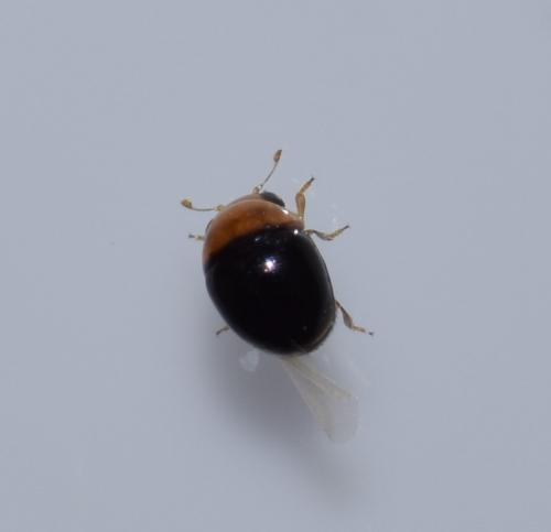 Réf. 181 619 : Cybocephalus fodori fodori